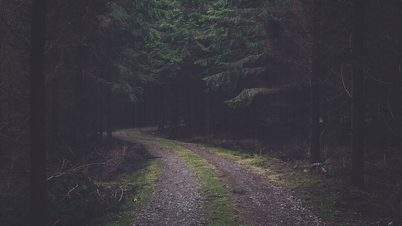 Dirt Path in Forest — Green, Dark