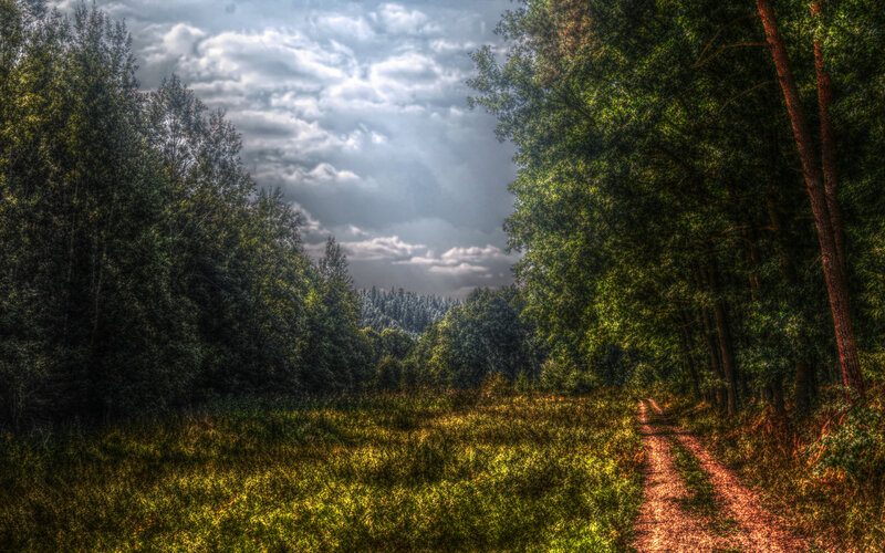 Dirt Path in Forest — Green, Dramatic, Afternoon, Photograph
