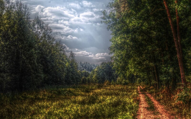 Dirt Path in Forest — Green, Dramatic, Afternoon, Photograph, Trees, Sky, Clouds
