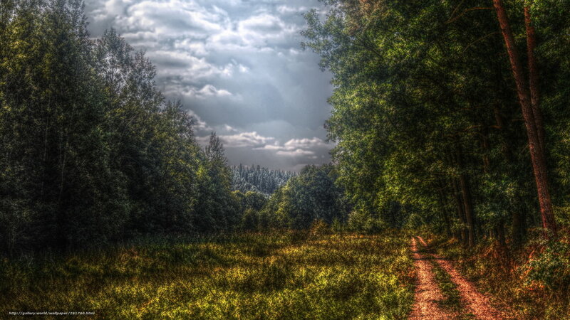 Dirt Path in Forest — Green, Dramatic, Afternoon