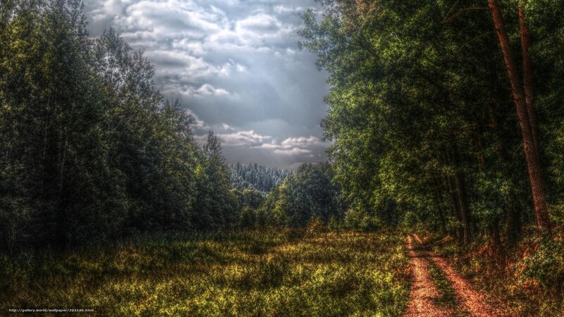Dirt Path in Forest — Green, Dramatic