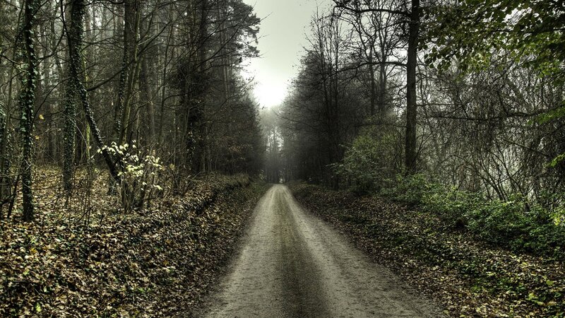 Dirt Path in Forest — Green, Dreary