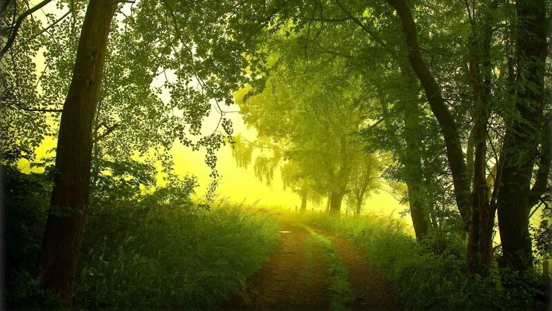 Dirt Path in Forest — Green, Fog