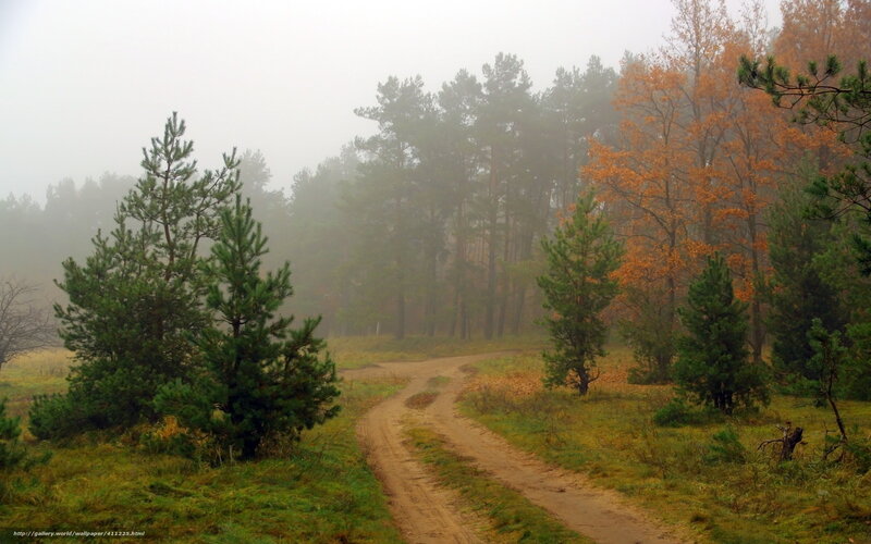 Dirt Path in Forest — Green, Misty, Autumn, Photograph