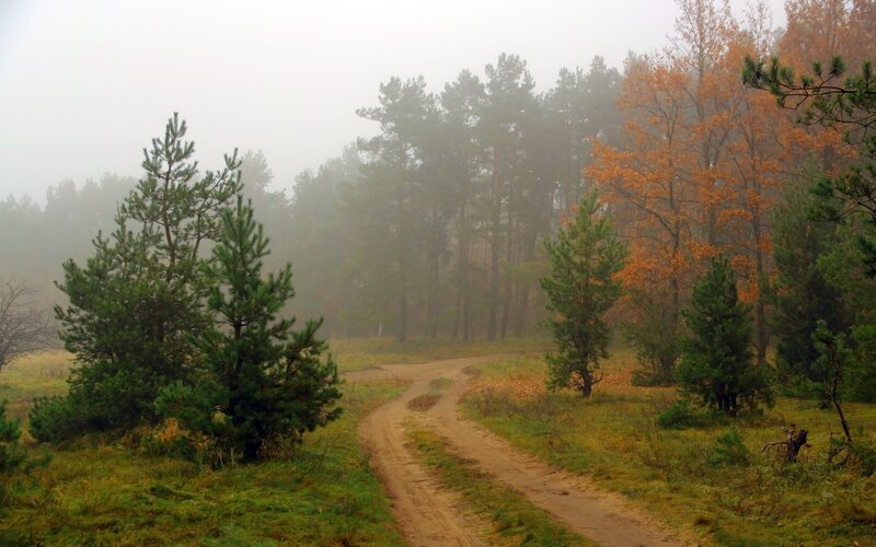 Dirt Path in Forest — Green, Misty, Autumn, Photograph, Trees