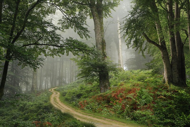 Dirt Path in Forest — Green, Misty, Morning, Photograph, Trees, Fog, Ferns