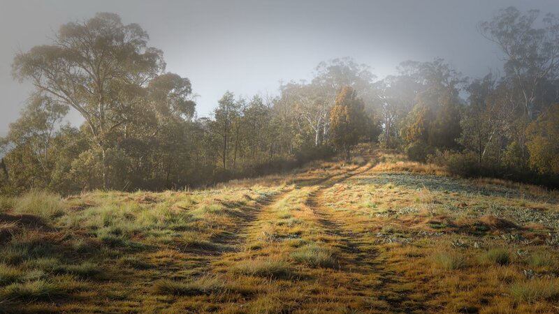 Dirt Path in Forest — Green, Misty, Morning, Photograph, Trees, Fog, Grass
