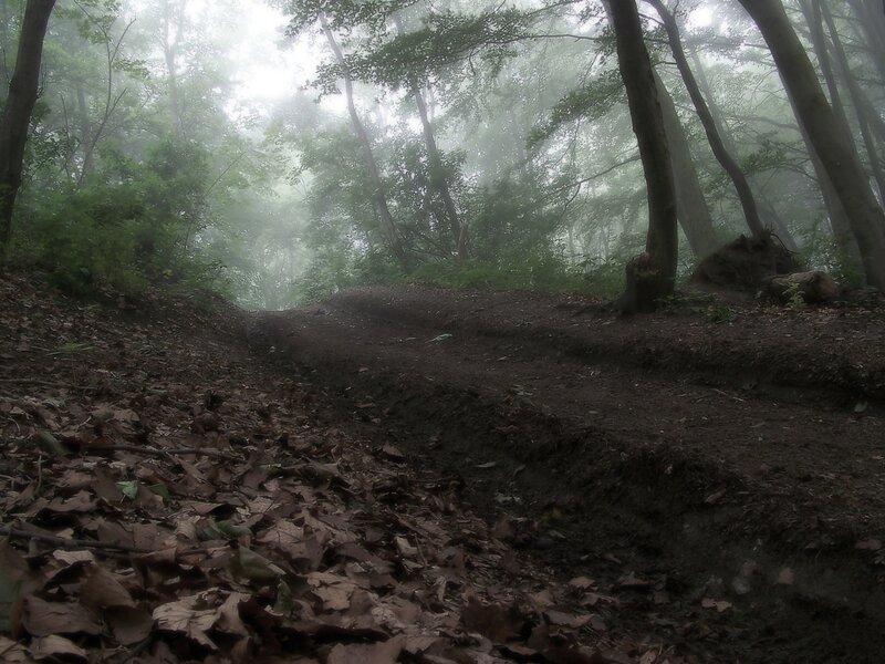 Dirt Path in Forest — Green, Misty, Morning, Photograph, Trees, Fog, Leaves
