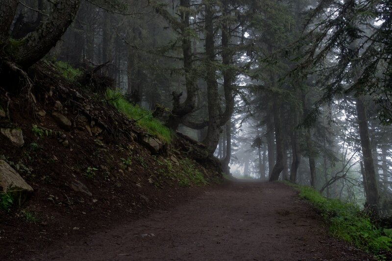Dirt Path in Forest — Green, Misty, Morning, Photograph, Trees, Fog, Slope
