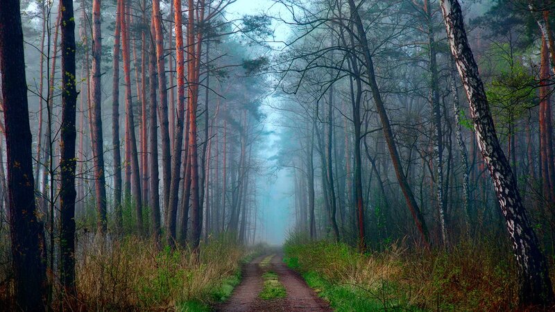 Dirt Path in Forest — Green, Misty, Morning, Photograph, Trees, Fog