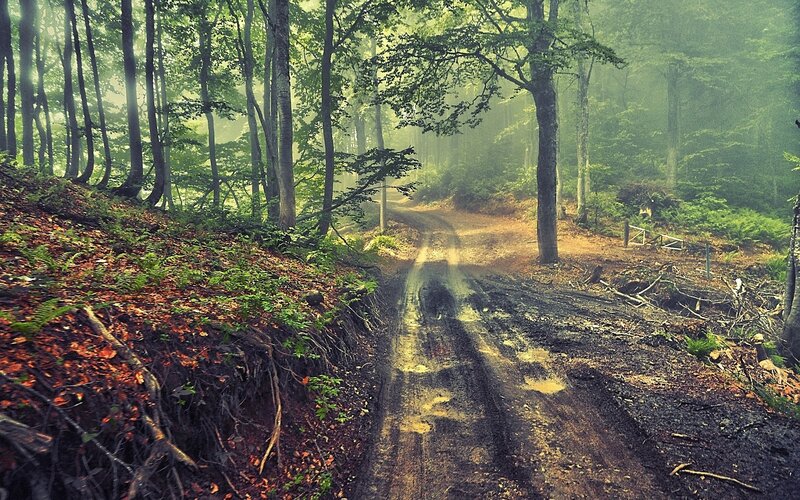 Dirt Path in Forest — Green, Misty, Morning, Photograph, Trees, Mud, Fog