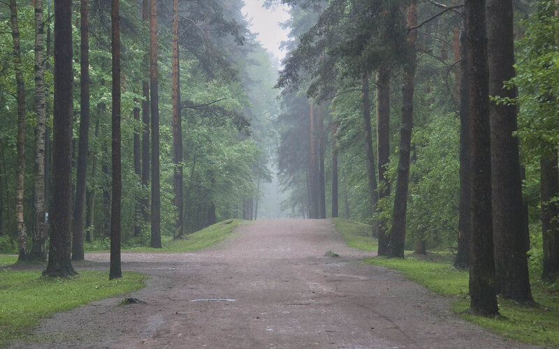 Dirt Path in Forest — Green, Misty, Morning