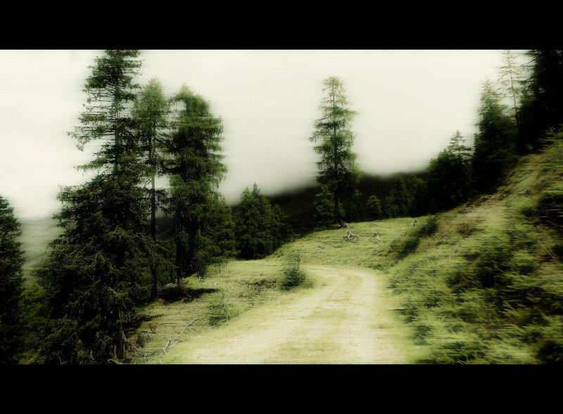 Dirt Path in Forest — Green, Misty, Photograph