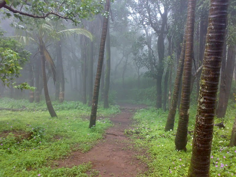 Dirt Path in Forest — Green, Misty