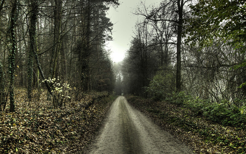 Dirt Path in Forest — Green, Moody, Misty