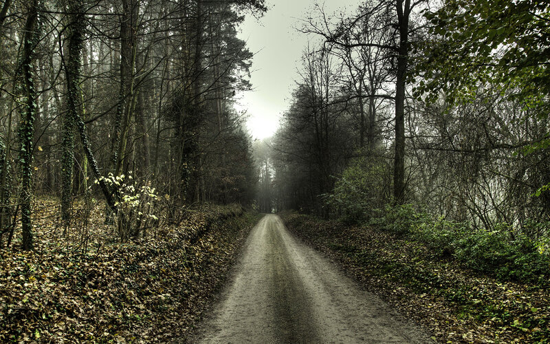Dirt Path in Forest — Green, Moody