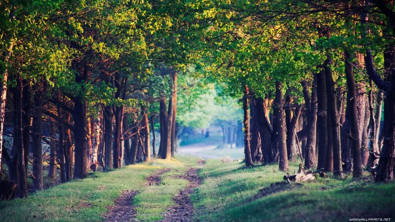 Dirt Path in Forest — Green, Morning