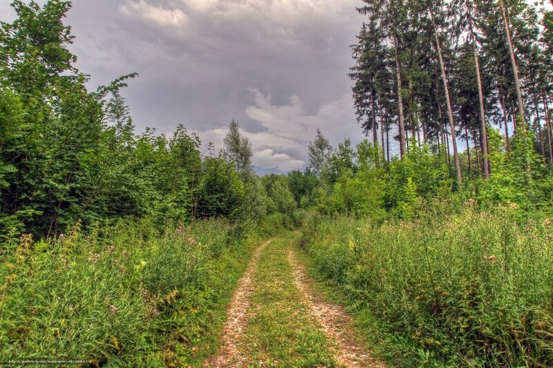 Dirt Path in Forest — Green, Overcast