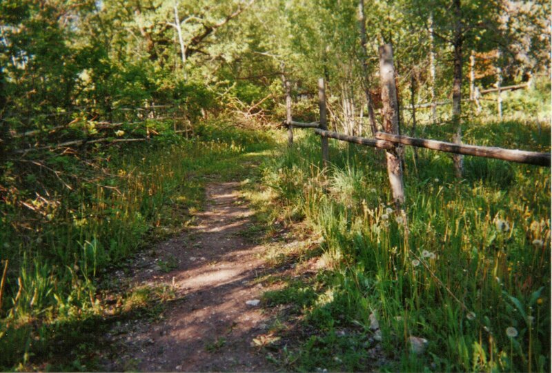 Dirt Path in Forest — Green, Serene, Afternoon, Photograph, Fence