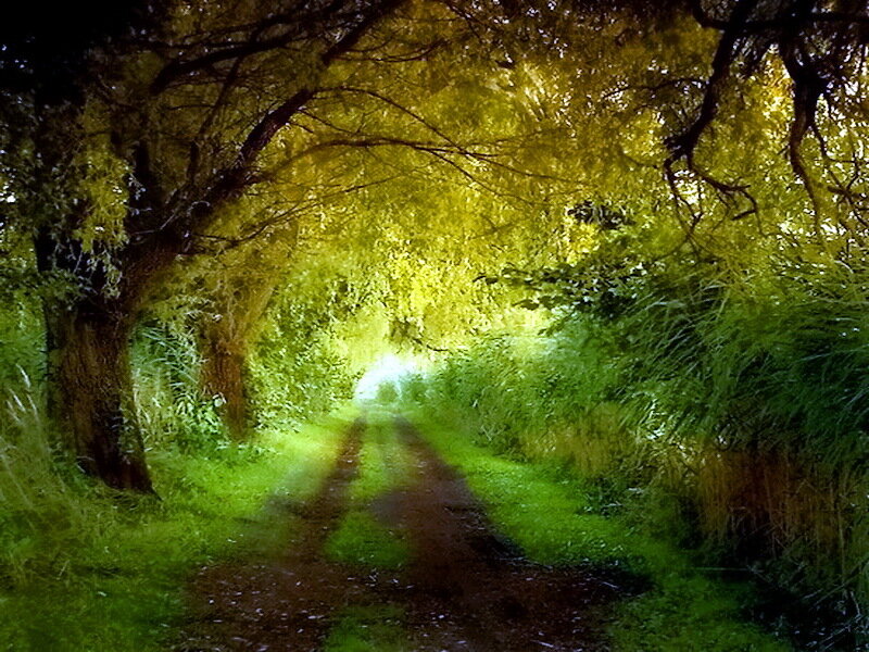 Dirt Path in Forest — Green, Serene, Afternoon, Photograph