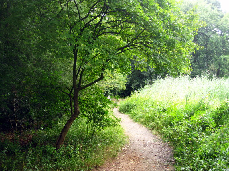 Dirt Path in Forest — Green, Serene, Afternoon, Photograph, Tree