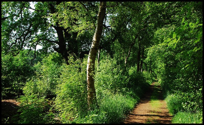 Dirt Path in Forest — Green, Serene, Afternoon, Photograph, Trees, Bushes, Grass, Brown