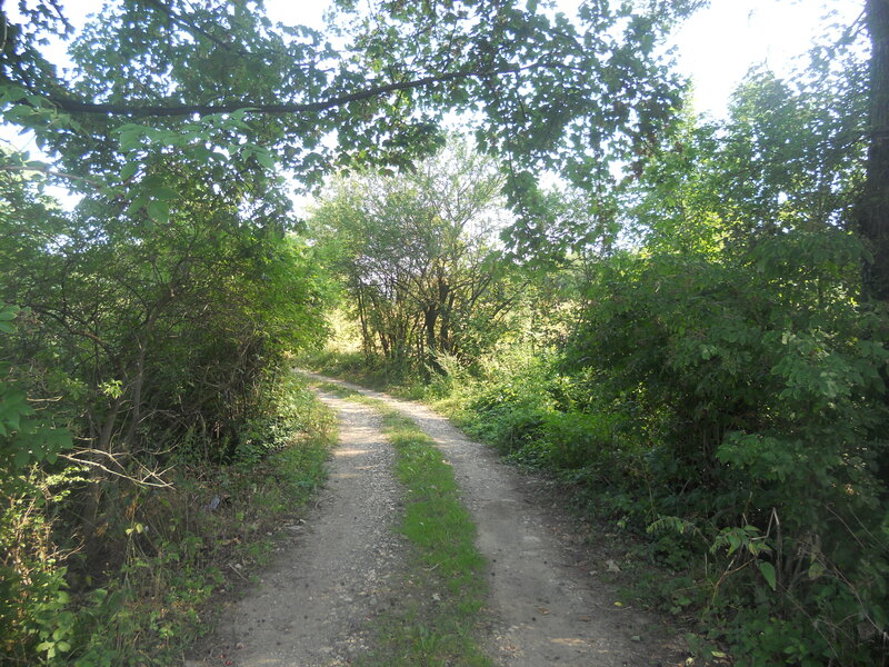 Dirt Path in Forest — Green, Serene, Afternoon, Photograph, Trees, Bushes, Grass