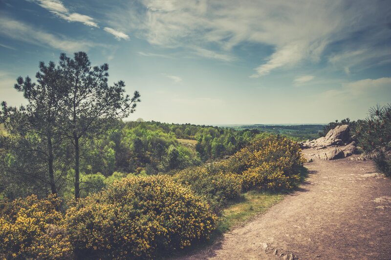 Dirt Path in Forest — Green, Serene, Afternoon, Photograph, Trees, Bushes, Rocks