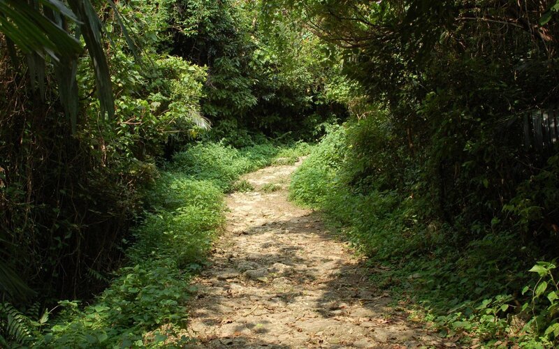 Dirt Path in Forest — Green, Serene, Afternoon, Photograph, Trees, Bushes, Sunlight, Brown