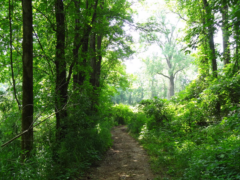 Dirt Path in Forest — Green, Serene, Afternoon, Photograph, Trees, Bushes, Sunlight