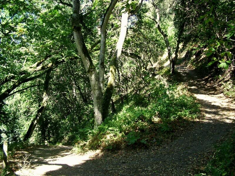 Dirt Path in Forest — Green, Serene, Afternoon, Photograph, Trees, Bushes
