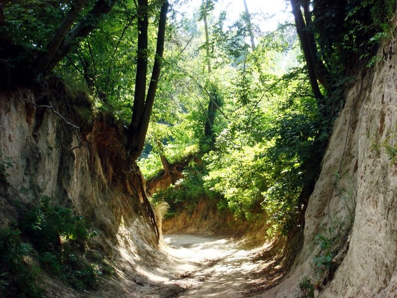 Dirt Path in Forest — Green, Serene, Afternoon, Photograph, Trees, Cliffs