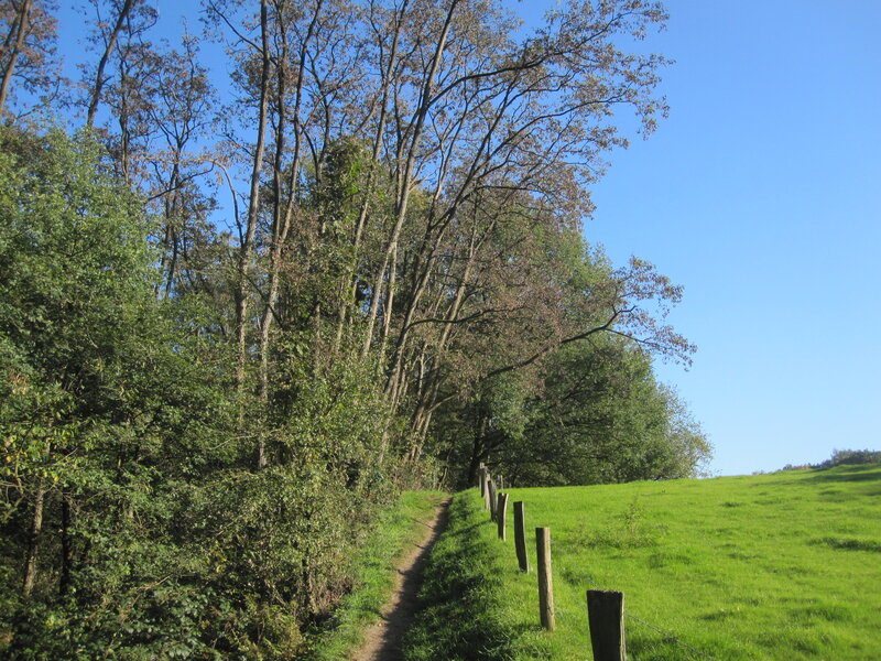 Dirt Path in Forest — Green, Serene, Afternoon, Photograph, Trees, Fence, Grass