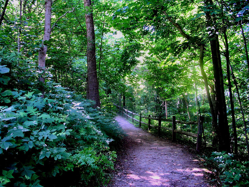 Dirt Path in Forest — Green, Serene, Afternoon, Photograph, Trees, Fence, Sunlight