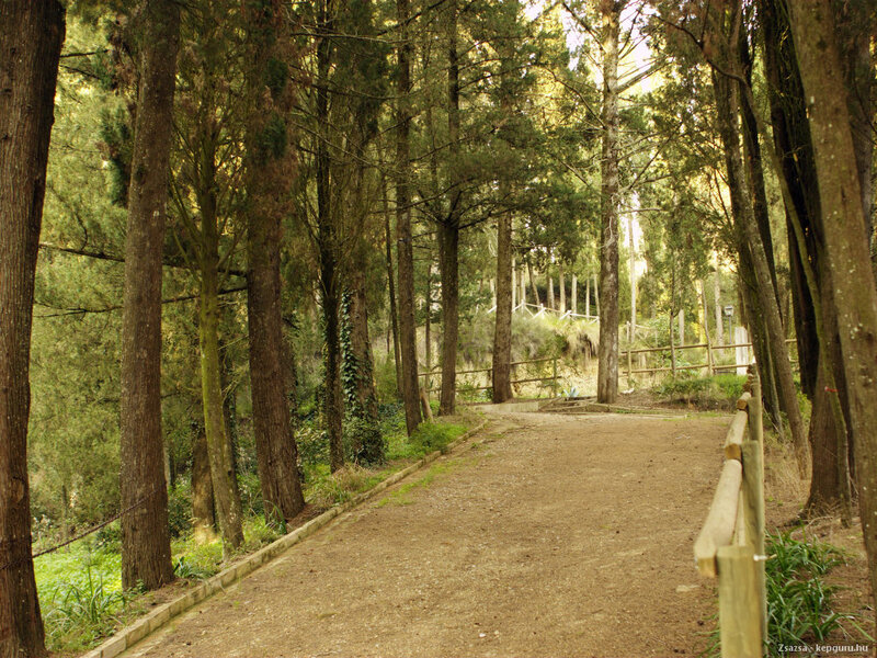 Dirt Path in Forest — Green, Serene, Afternoon, Photograph, Trees, Fence