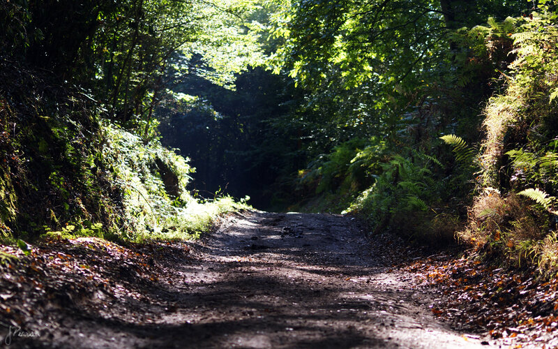 Dirt Path in Forest — Green, Serene, Afternoon, Photograph, Trees, Ferns, Leaves, Brown