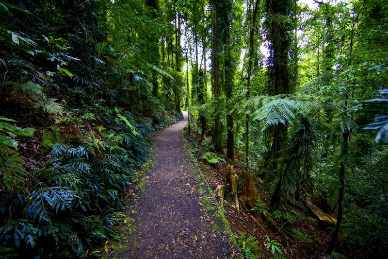 Dirt Path in Forest — Green, Serene, Afternoon, Photograph, Trees, Ferns, Moss