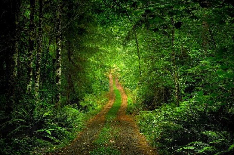 Dirt Path in Forest — Green, Serene, Afternoon, Photograph, Trees, Ferns, Sunlight