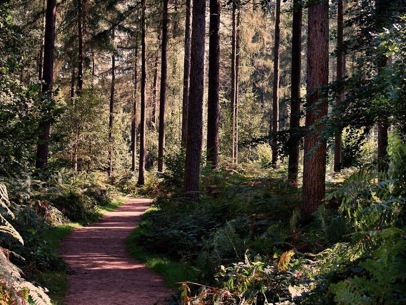 Dirt Path in Forest — Green, Serene, Afternoon, Photograph, Trees, Ferns