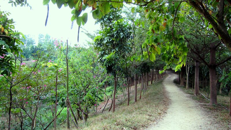 Dirt Path in Forest — Green, Serene, Afternoon, Photograph, Trees, Flowers, Grass