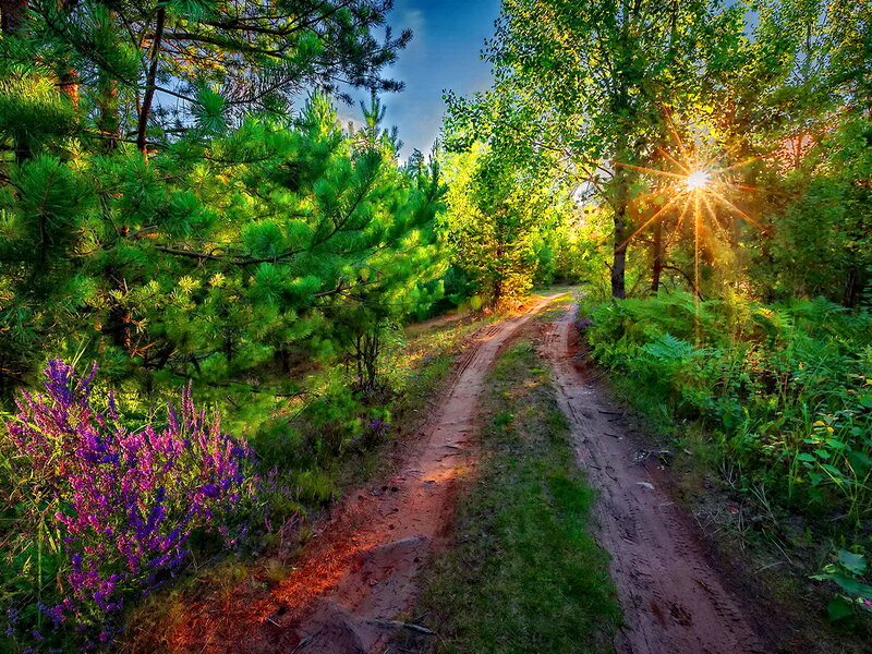 Dirt Path in Forest — Green, Serene, Afternoon, Photograph, Trees, Flowers, Sunlight
