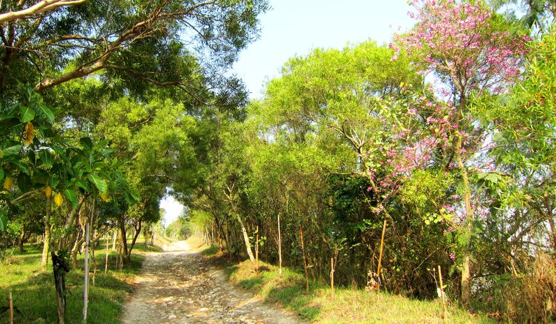 Dirt Path in Forest — Green, Serene, Afternoon, Photograph, Trees, Flowers