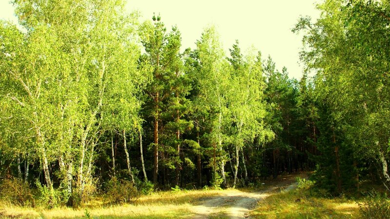 Dirt Path in Forest — Green, Serene, Afternoon, Photograph, Trees, Grass, Brown, Yellow
