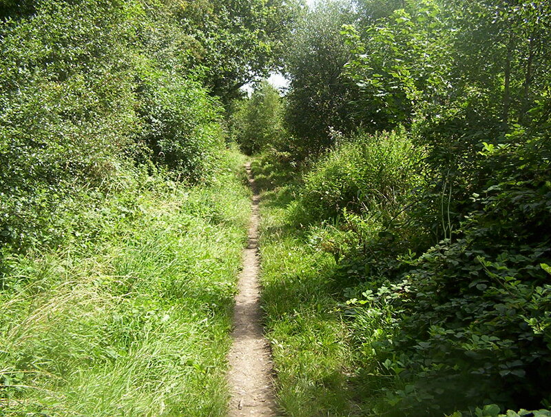 Dirt Path in Forest — Green, Serene, Afternoon, Photograph, Trees, Grass, Bushes