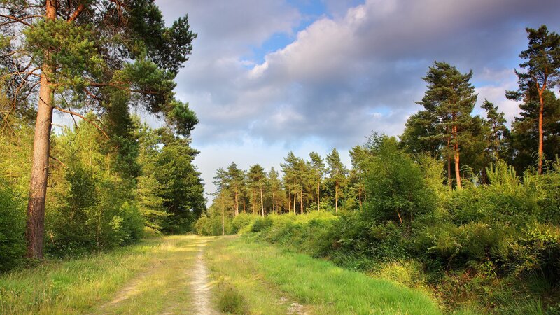Dirt Path in Forest — Green, Serene, Afternoon, Photograph, Trees, Grass, Clouds