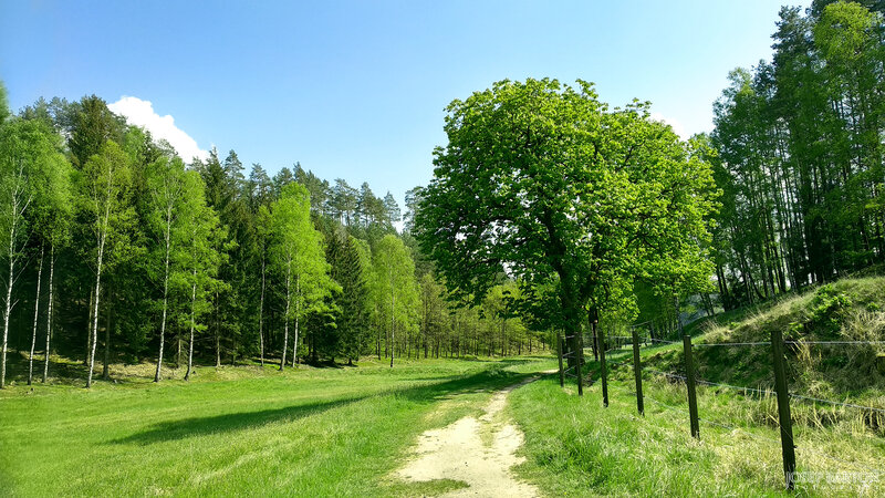 Dirt Path in Forest — Green, Serene, Afternoon, Photograph, Trees, Grass, Fence
