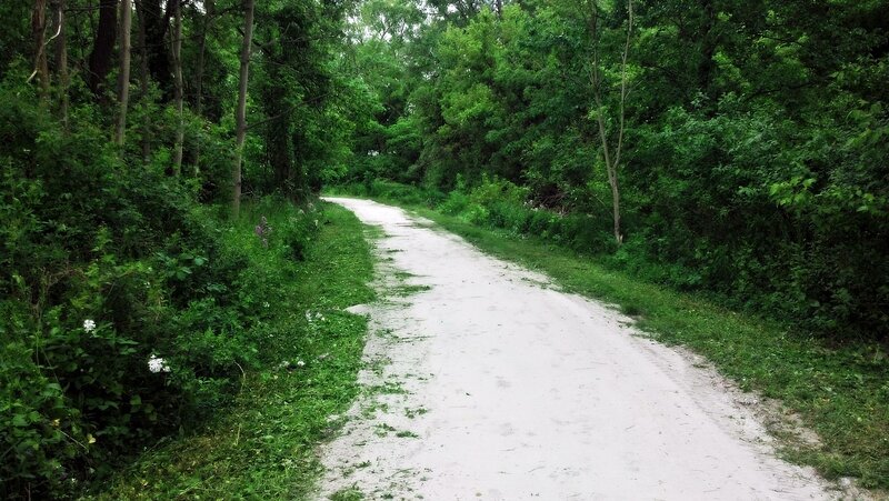 Dirt Path in Forest — Green, Serene, Afternoon, Photograph, Trees, Grass, Flowers