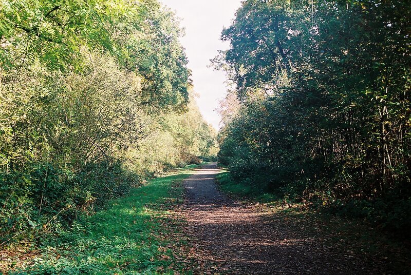 Dirt Path in Forest — Green, Serene, Afternoon, Photograph, Trees, Grass, Leaves