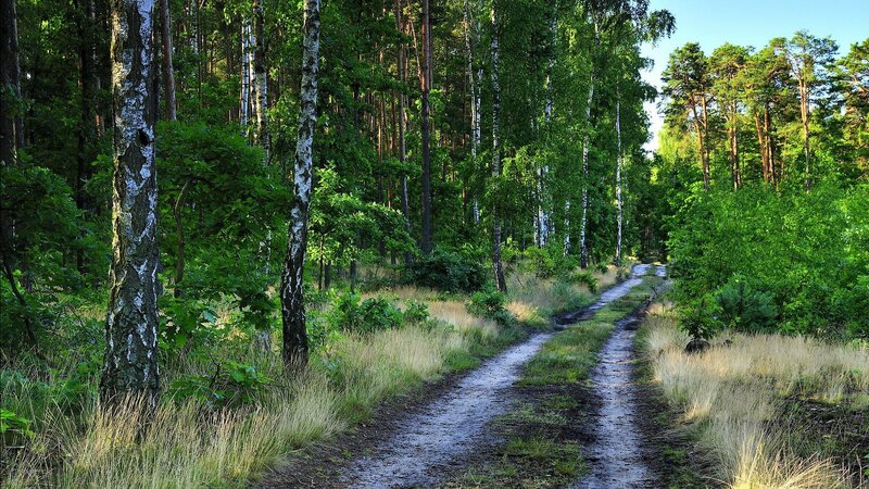 Dirt Path in Forest — Green, Serene, Afternoon, Photograph, Trees, Grass, Sky, Brown, Blue