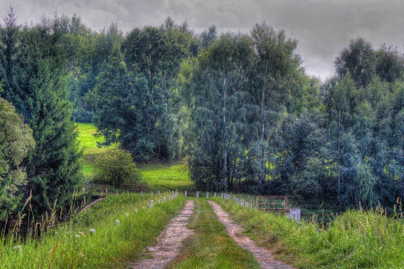 Dirt Path in Forest — Green, Serene, Afternoon, Photograph, Trees, Grass, Sky, Brown, Gray